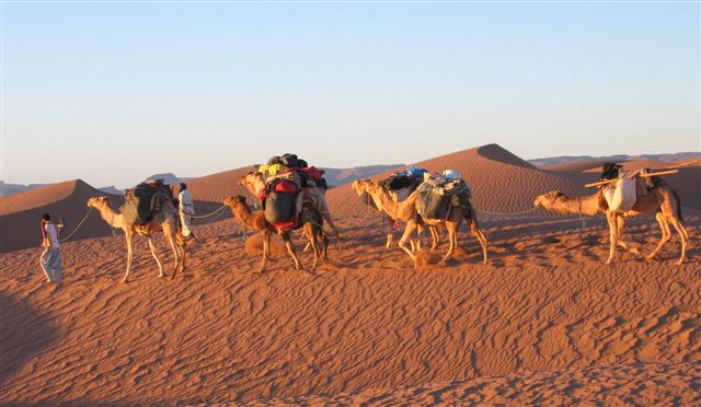 sahara woestijn wandelen met kamelen